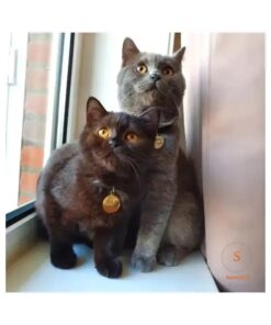 Marke für Katze der Marke Sama24.nl