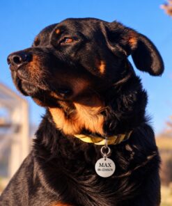 Hondenpenning met naam en adres voor honden Leuke gegraveerde hondenpenning