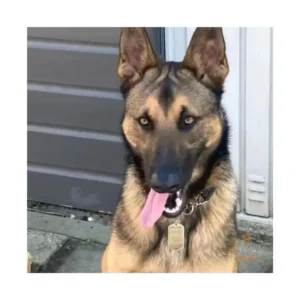 Commander une médaille pour chien étiquette d'identification en ligne à faire graver avec nom Gravable avec nom et adresse Livraison gratuite Pays-Bas et Belgique