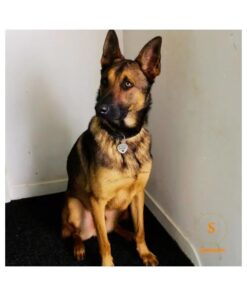 Hundemarke mit Name und Adresse