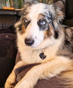 Médaille pour chien avec nom et adresse noir