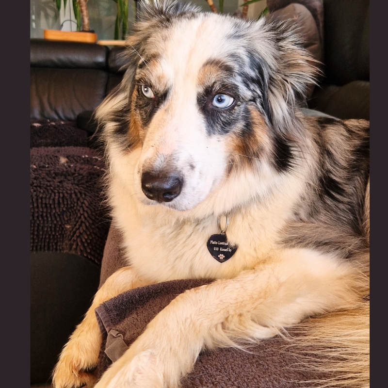 Médaille pour chien avec nom et adresse noir