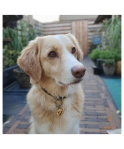 Tiermarke Hund Katze mit Foto und Name Haustier gravieren