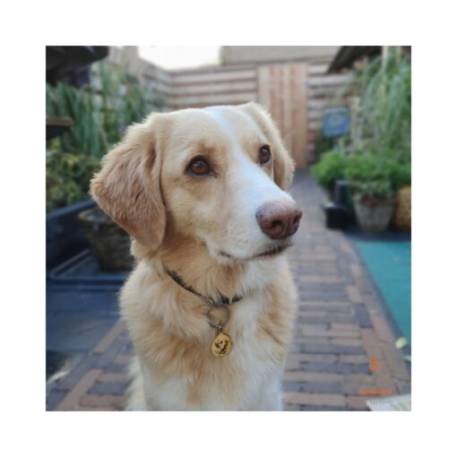 Tiermarke Hund Katze mit Foto und Name Haustier gravieren