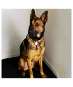 Penning hond met naam en adres Graveren penning voor hond met telefoonnummer voor hond of kat online ontwerpen en kopen