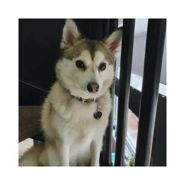 Katzenmarke mit Namen Herz für Ihre Katze oder Ihren Hund Marke für Hund und Katze gravieren mit Namen, Adresse und Telefonnummer Marke Herz kostenlos versenden Hund