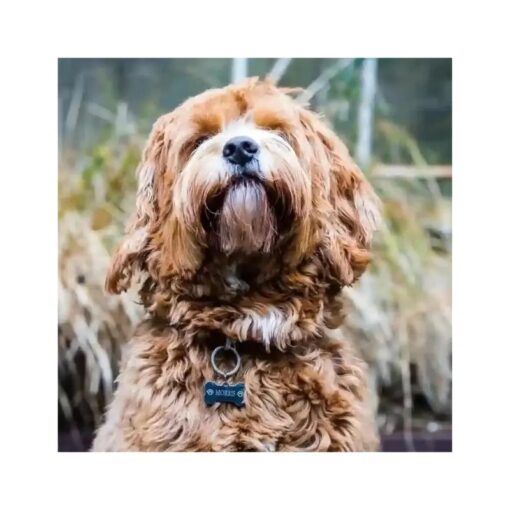 Hundemarke Knochen graviert für Hund mit Name, Adresse und Telefonnummer