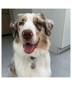 Gute Hundemarke online bestellen mit Namens- und Pfotenabdruckgravur Titan 25 mm - Beste Hundemarke mit Pfotenabdruck und Adresse - kostenlose Gravur