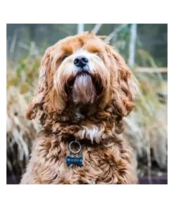 Hondenpenning bot graveren | voor hond met naam adres en telefoonnummer