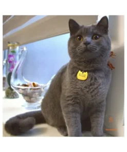 Titanium steel katten penning voor poes