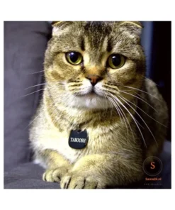 Stevige Kattenpenning graveren met naam en adres met klein belletje voor aan de kattenhalsband met telefoonnummer online bestellen