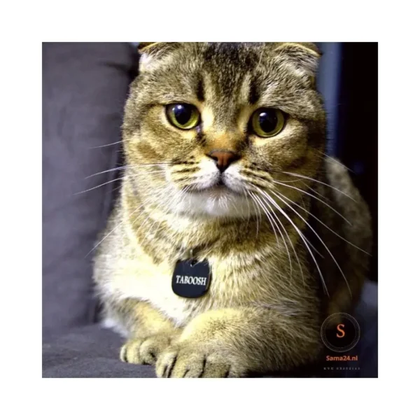 Médaille robuste pour chat à graver avec nom et adresse avec petite clochette pour collier de chat avec numéro de téléphone à commander en ligne