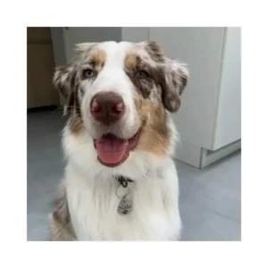 Commander en ligne de bonnes médailles pour chien avec nom et patte gravés en Titane 25 mm - Meilleure médaille pour chien avec Patte et adresse - gravure gratuite
