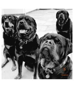 Hundemarke QR-Code gravieren |Hundemarke mit Adresse Hund