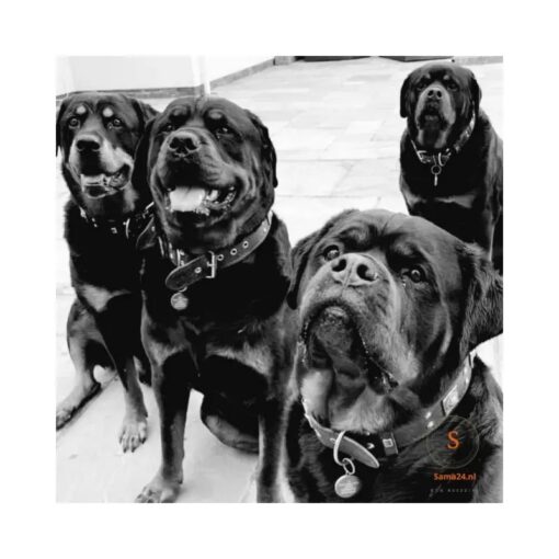 Hundemarke QR-Code gravieren |Hundemarke mit Adresse Hund