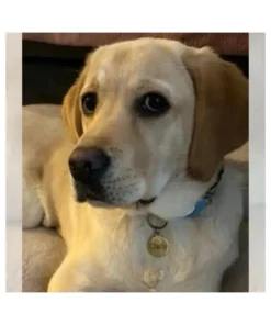 Bescherm je huisdier met deze unieke penning voor je hond