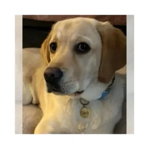 Protégez votre animal de compagnie avec cette médaille unique pour votre chien