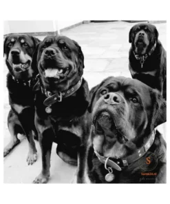 Hondenpenning QR code graveren |Honden penning met adres hond