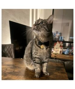 Marke Katze mit Glocke. Marke für kleine Hunde