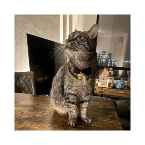 Marke Katze mit Glocke. Marke für kleine Hunde