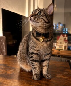 Placa para gato con cordón