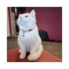 Kattenhalsband model