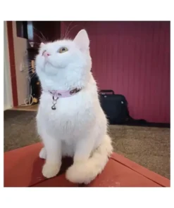 Cat Collar Model