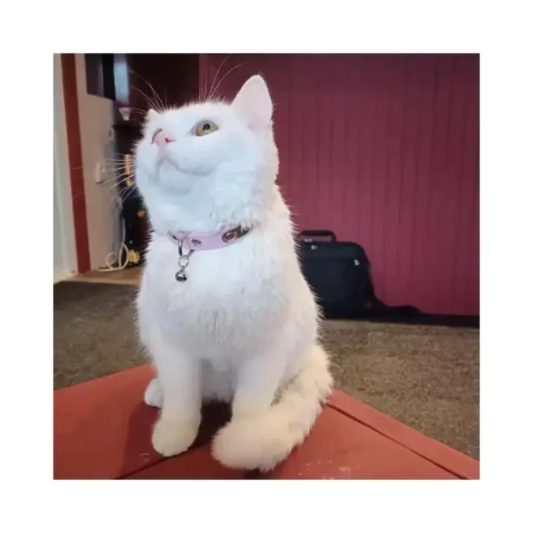 Modèle de collier pour chat