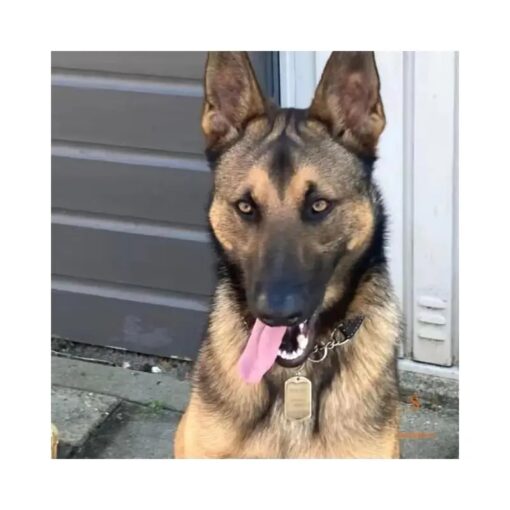 ID Tag hond klein graveren naam tag hond voor kleine hond