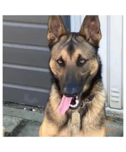ID Tag hond klein graveren naam tag hond voor kleine hond