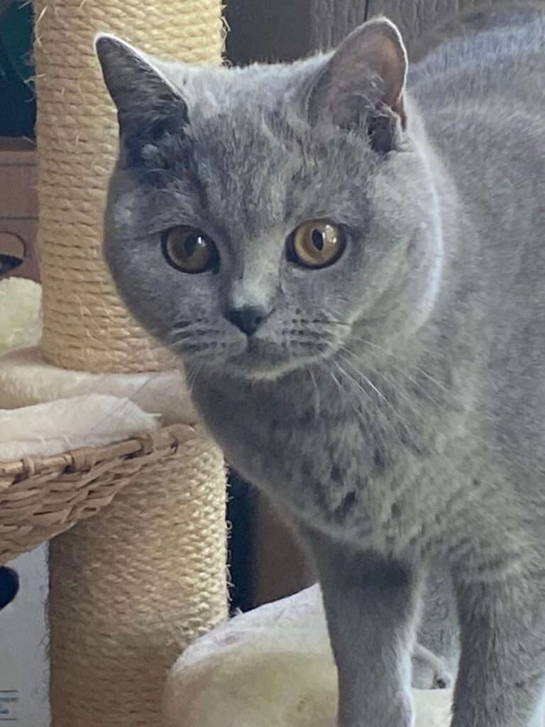 Gepersonaliseerde Kattenhalsband Met Naam En Telefoonnummer - Echt Leer Met Gegraveerd Naamplaatje En Belletje