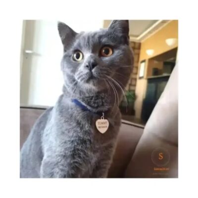 Beste kattennamen