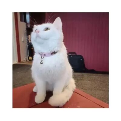 Beste kattennamen