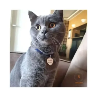 Kattennamen