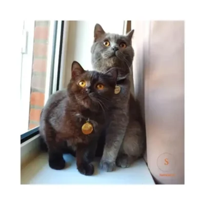 kattenpenningen