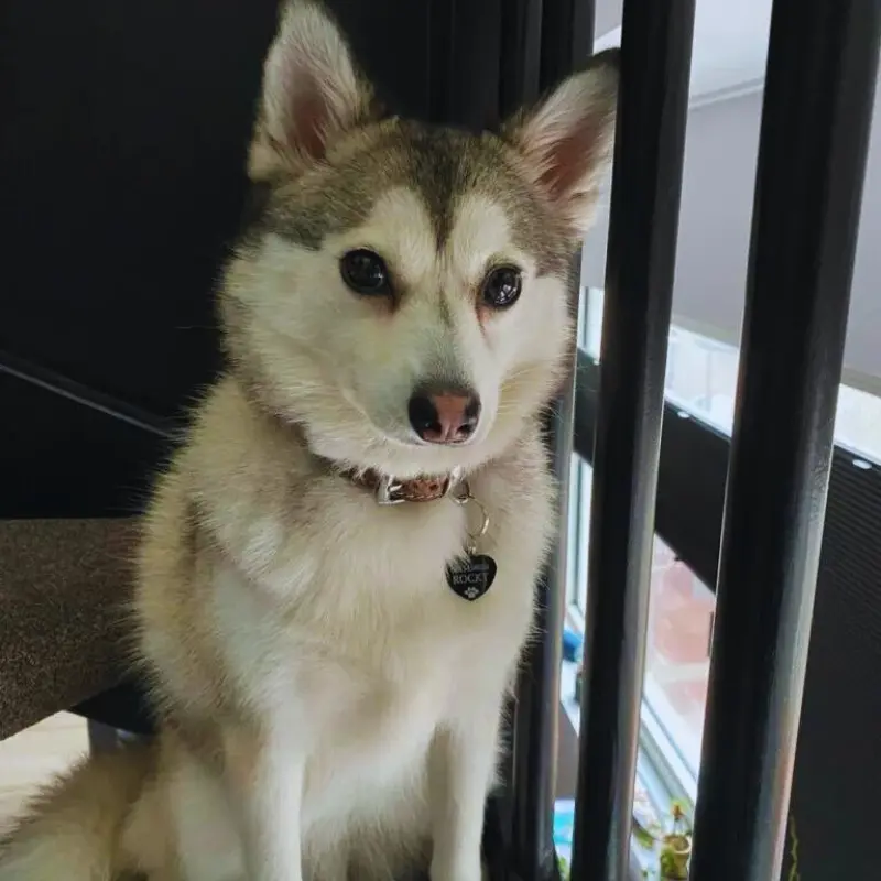 honden namen