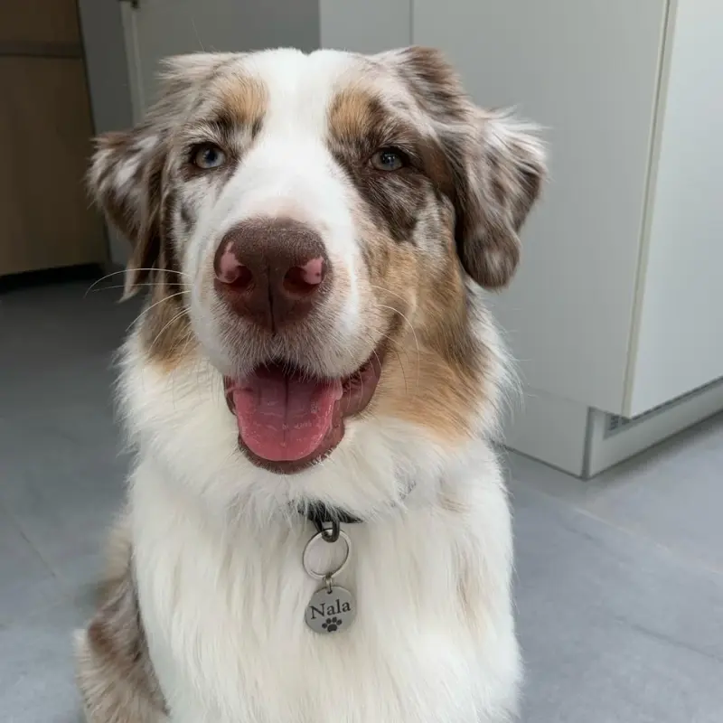 honden namen